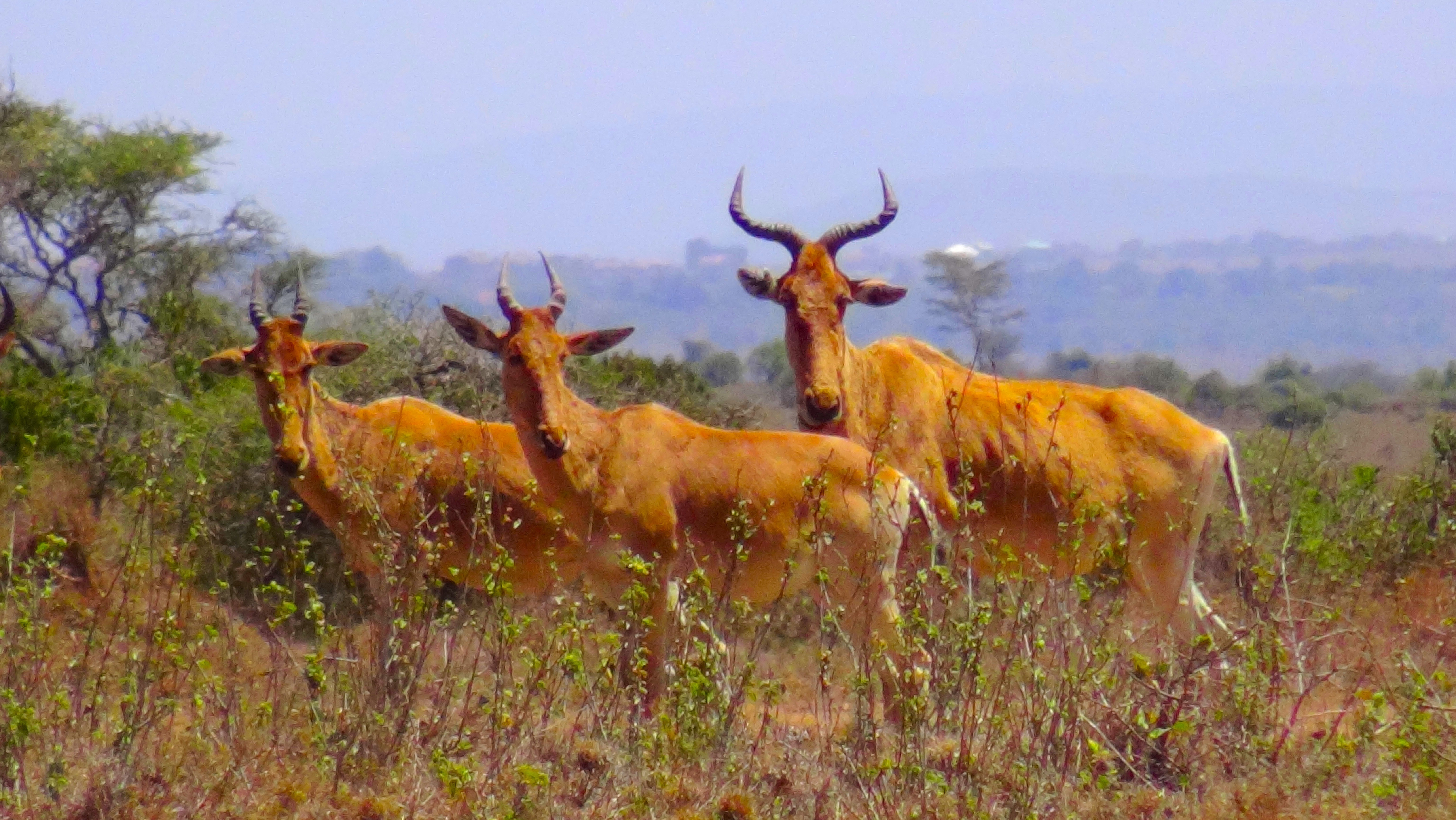 Des antilopes