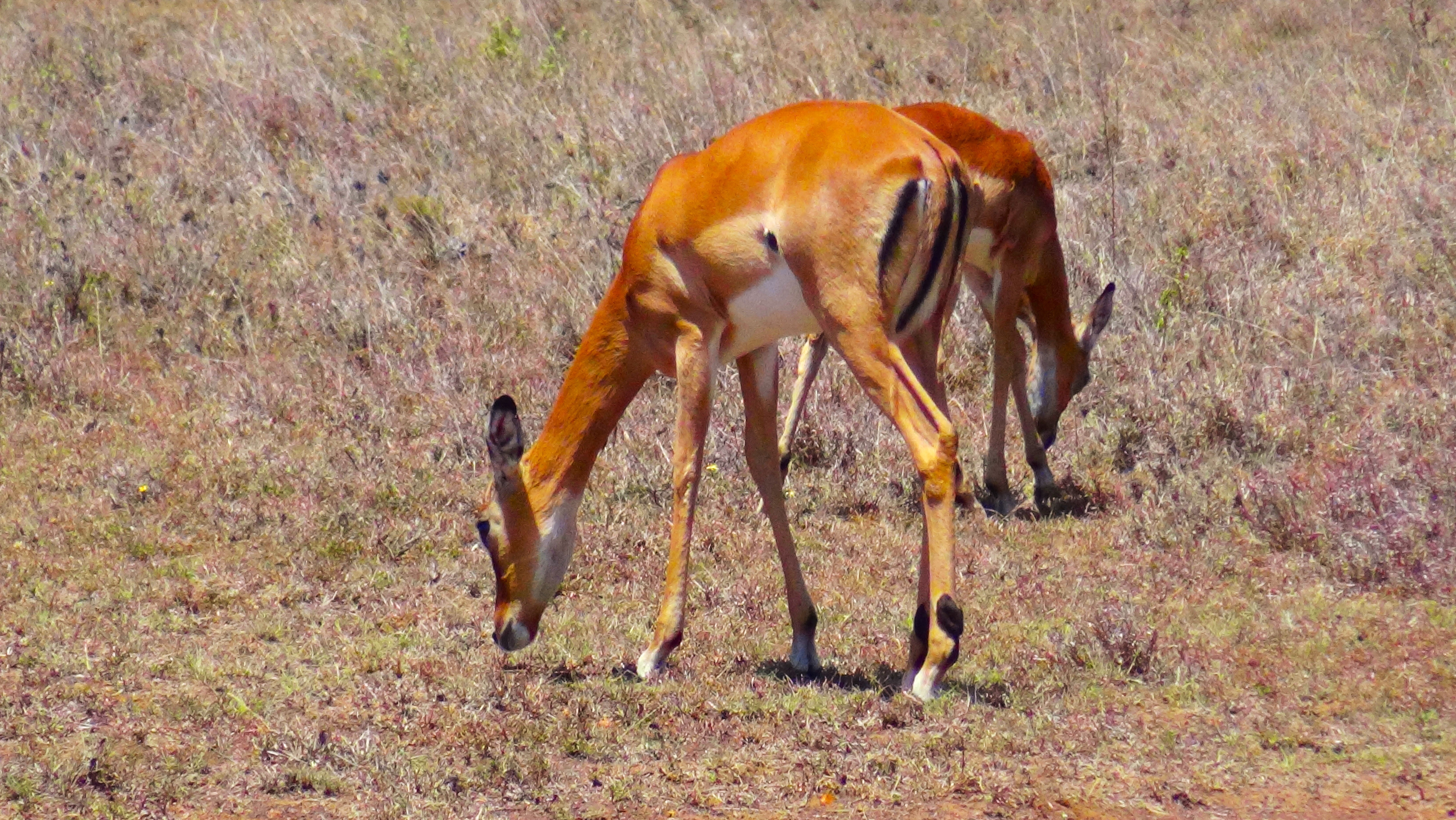 Un impala en train de manger
