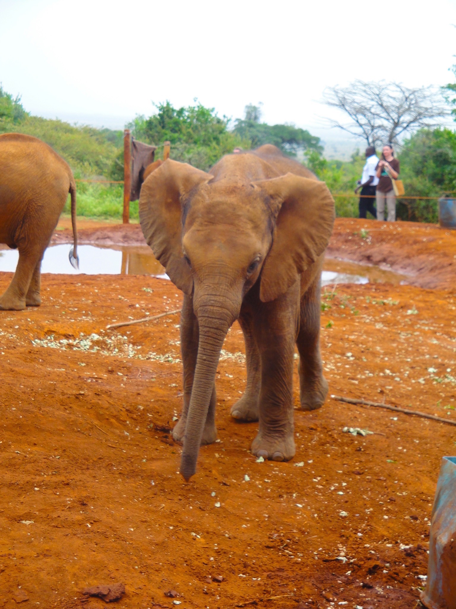 Elephant Orphenage – Nairobi