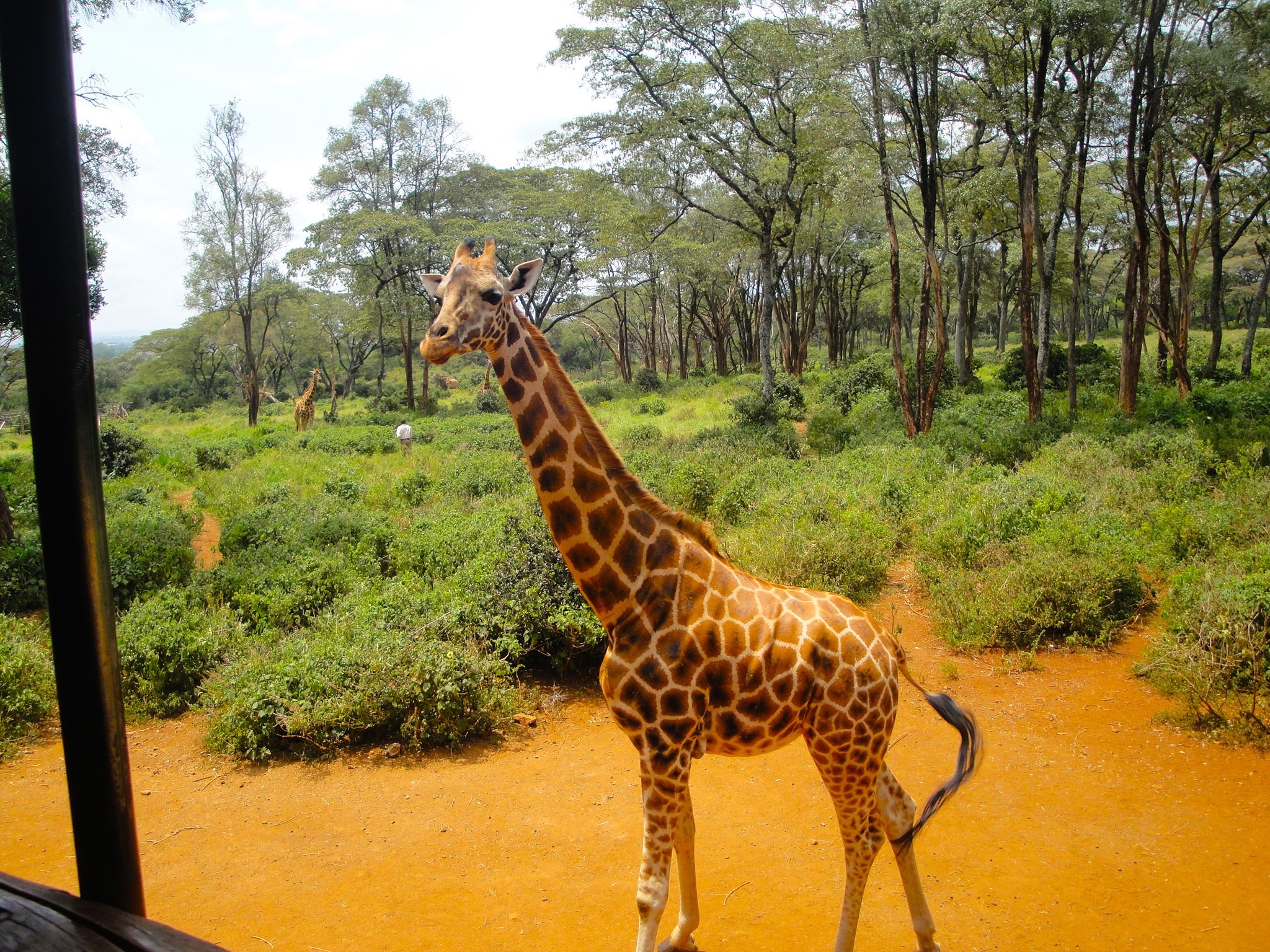 Giraffe centre – Nairobi