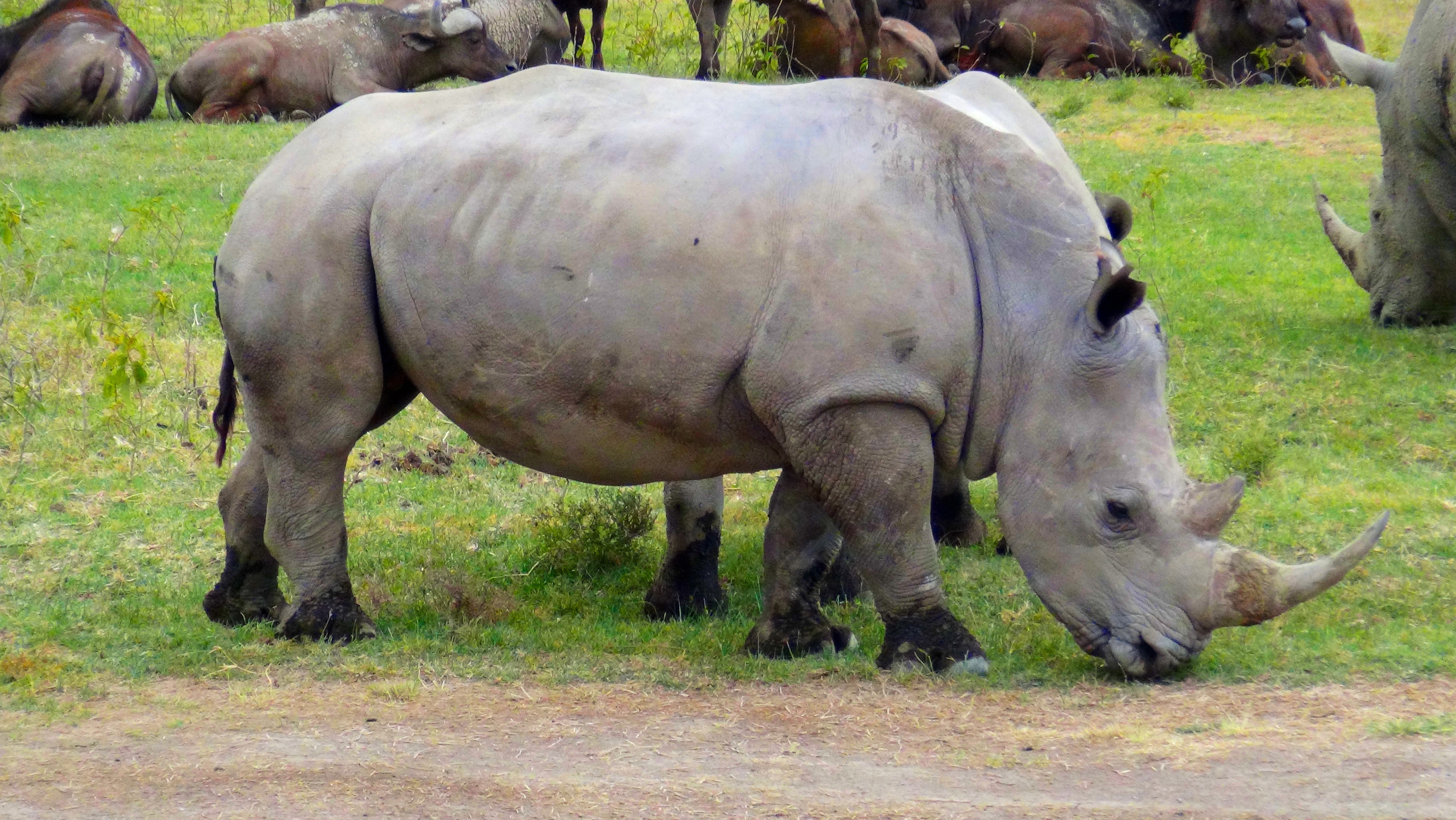 Nakuru – Rhino