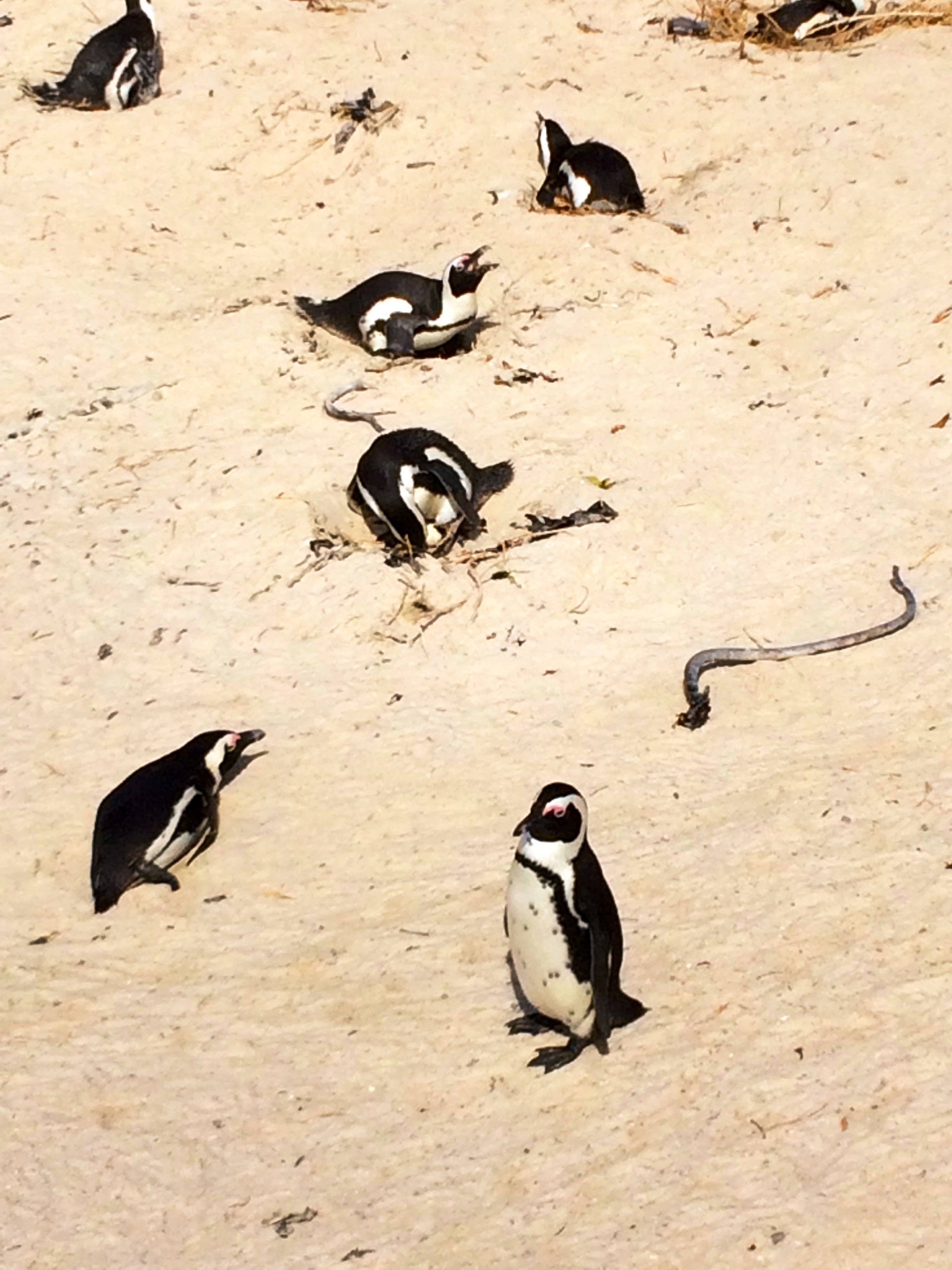 Les pingouins d’Afrique du Sud