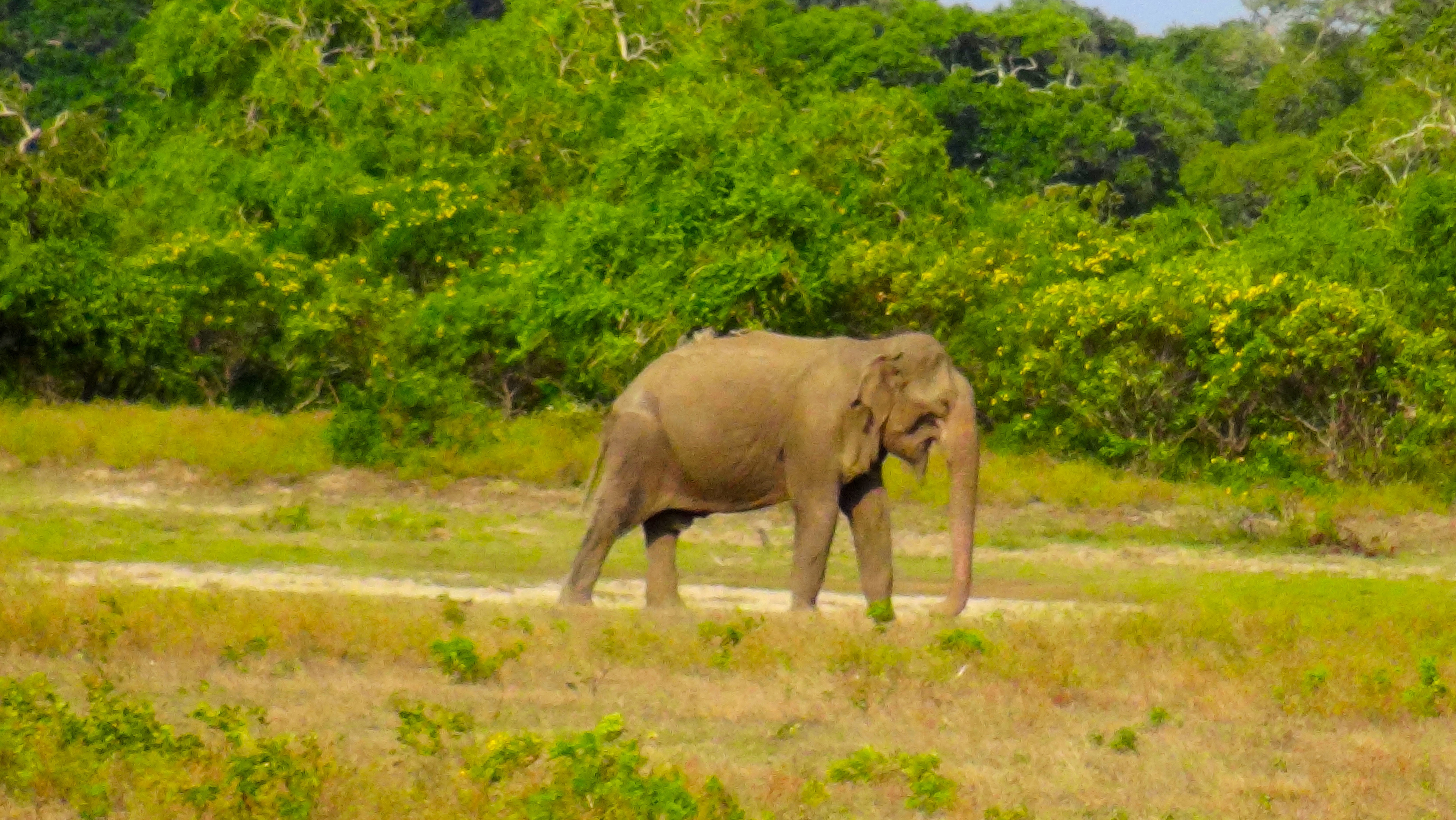 Eléphant – Yala National Park
