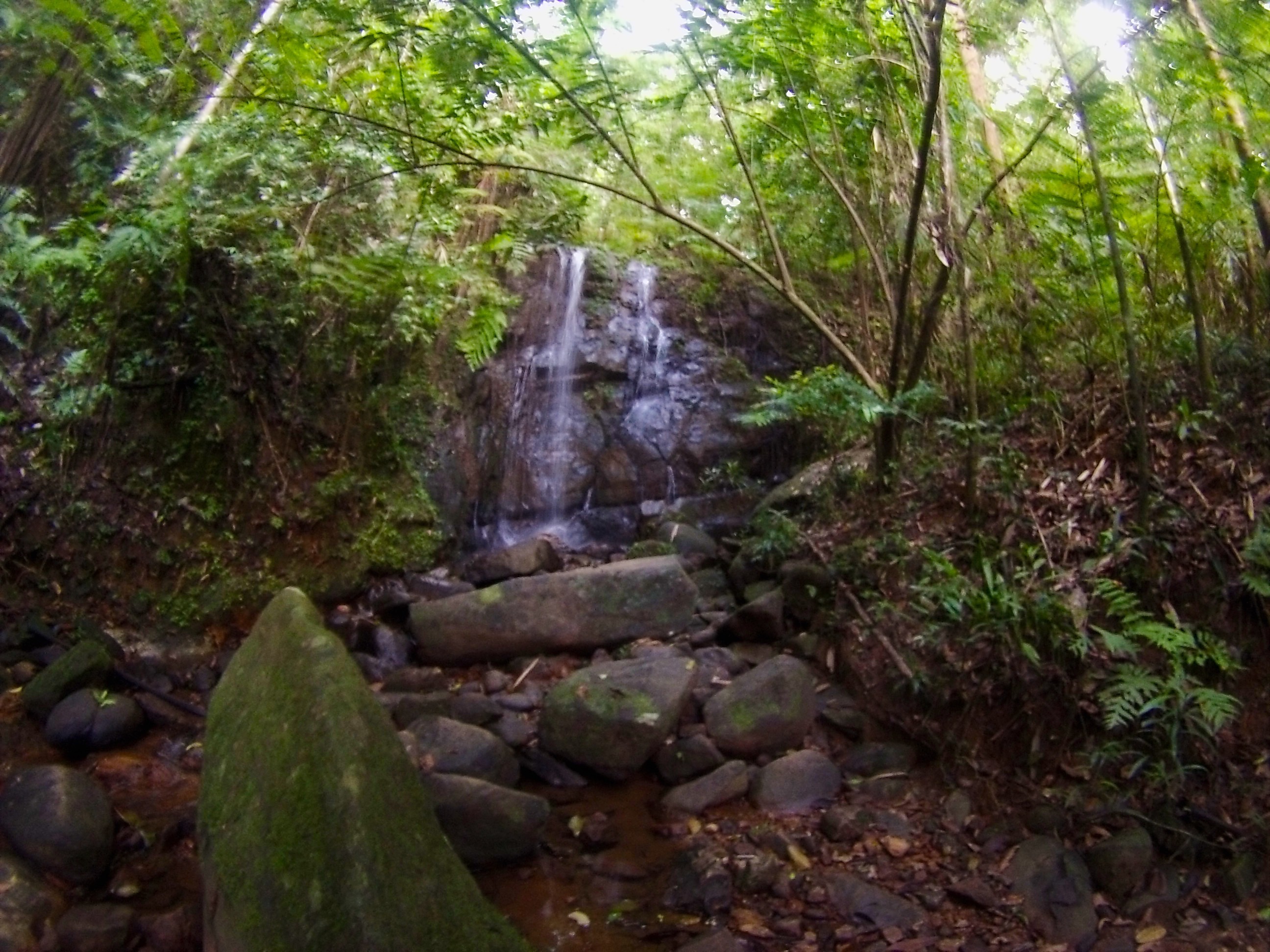 Rain Forest – Deniyaya