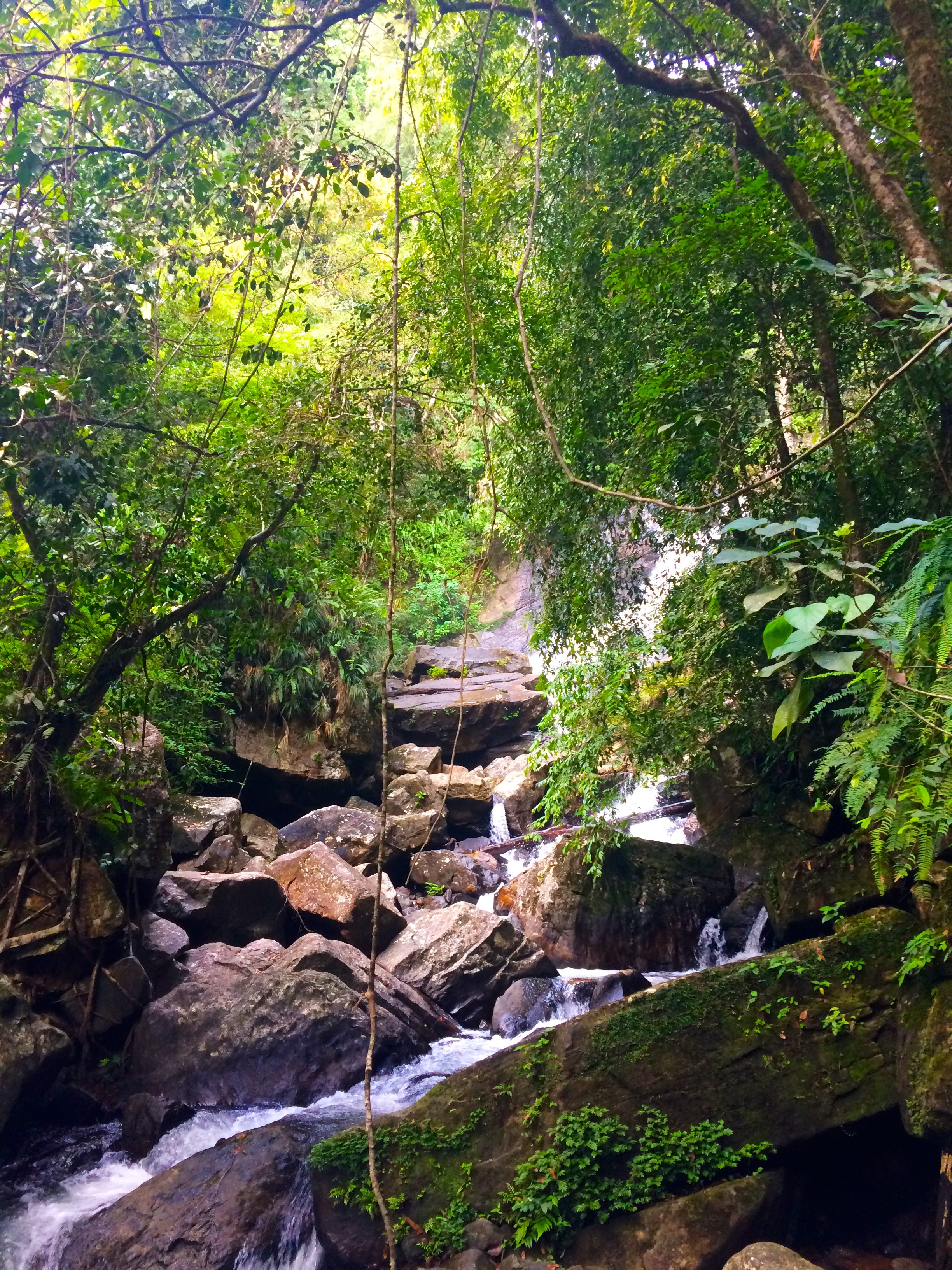 Rain Forest – Deniyaya