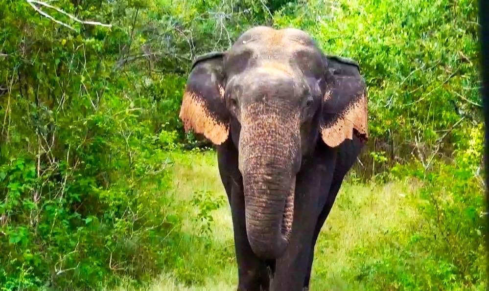 L’éléphant qui nous a chargé – Yala National Park