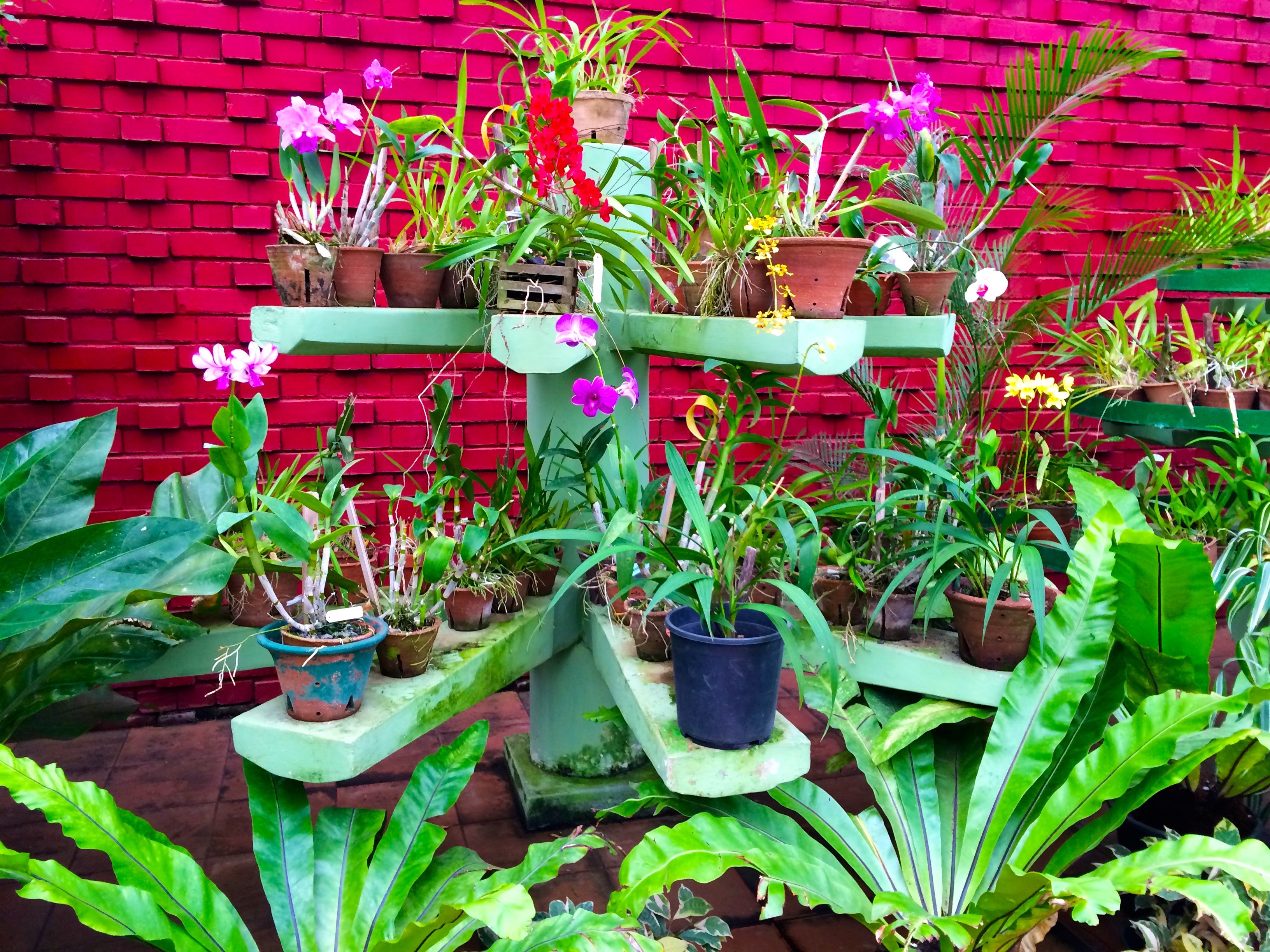 jardin Botanique – Kandy